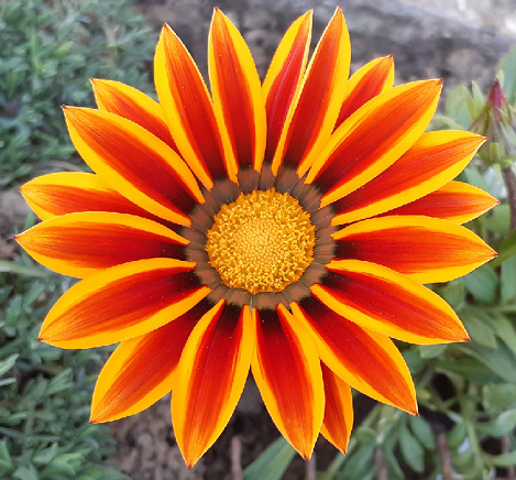 opg-bacani-kvalitetni_domaci_med-cvijet opg-bacani-kvalitetni_domaci_med-cvijet