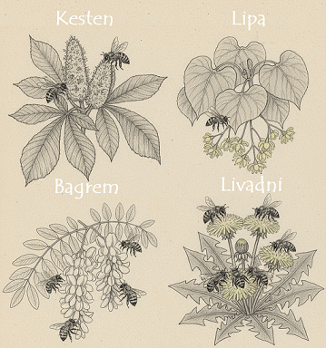 4_vrste_meda-kesten-cvjetni-bagrem-lipa-livada-med 4_vrste_meda-kesten-cvjetni-bagrem-lipa-livada-med